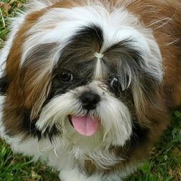 Mollie - Shih Tzu