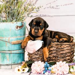 Doberman Pinscher Puppies from Imperium Dobermann Kennel