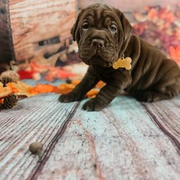 Chinese Shar-Pei and Companion Cross Puppies from Mini Hippo Land
