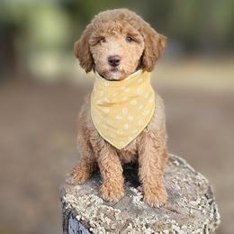 Goldendoodle puppies from Grace Springs Goldendoodles