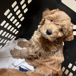 Goldendoodle Puppies from Yorks and doodles
