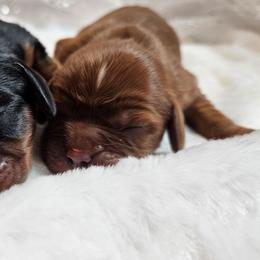 Black and Tan girl - Black and tan female Cavalier King Charles Spaniel puppy in Castorland, New York from Faithful Friends Cavaliers
