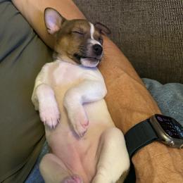 Holly - White, chocolate and tan female Rat Terrier puppy in East Aurora, New York from Kona's Golden Life