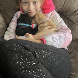 Labrador Retriever and Pembroke Welsh Corgi Puppies from Burress Family Farm and Kennels
