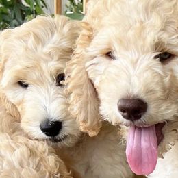 Goldendoodles from Pennies from Heaven Doodles