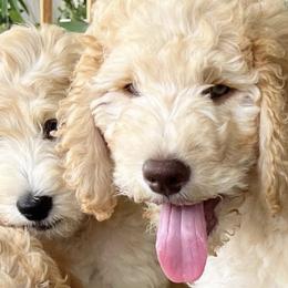 Goldendoodles from Pennies from Heaven Doodles