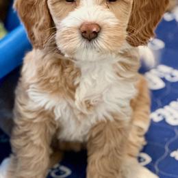 Australian Labradoodle Puppies from High Desert Labradoodles
