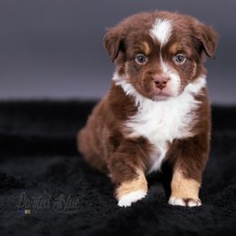 Australian Shepherd, Miniature American Shepherd, Miniature Australian Shepherd, and Toy Australian Shepherd Puppies from Painted Blue Aussies