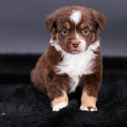 Australian Shepherd, Miniature American Shepherd, Miniature Australian Shepherd, and Toy Australian Shepherd Puppies from Painted Blue Aussies