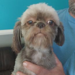 Mocha - Shih Tzu