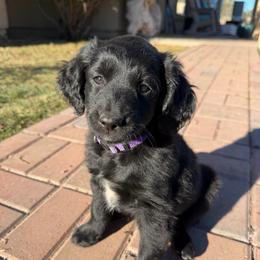 Purple - Black female Golden Aussiedoodle puppy in Chino Valley, Arizona from AZ Stickerdoodles