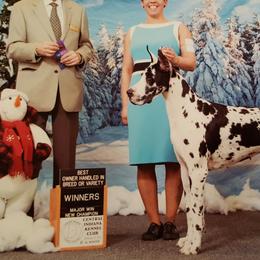 Great Danes and Miniature Bull Terriers from Iron Horse Kennel