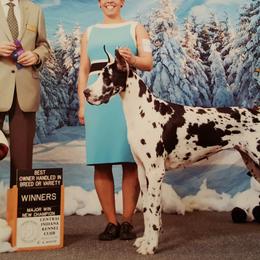 Great Danes and Miniature Bull Terriers from Iron Horse Kennel
