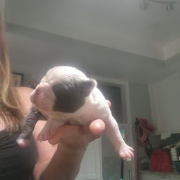 Companion Cross and French Bulldog Puppies from Legends Frenchton's, French Bulldogs & French Bullhuahua's