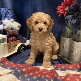 Theodore - Rooster - Red male Cockapoo puppy in Morgan Hill, California from Martin's Cockapoos