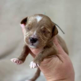 Ticket - Apricot male Goldendoodle puppy in Wharton, Texas from Little Fur Friends