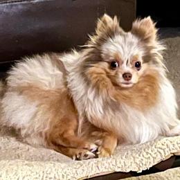 Serenity - Beaver sable female Pomeranian puppy in Bentonville, Arkansas from Hummingbird & Fox