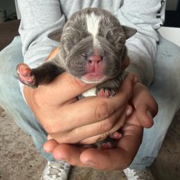 Moana - Lilac tri-color female Bulldog puppy in Harvard, Illinois from Dominiques doodle plus