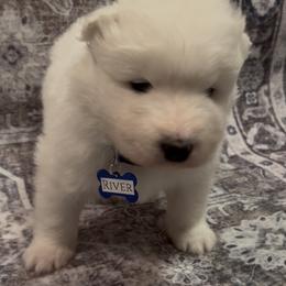 River - White male Samoyed puppy in Atkinson, Nebraska from Sandhills Samoyeds