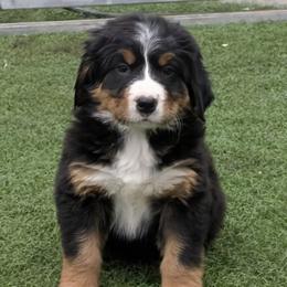 Light Blue - Black rust and white female Bernese Mountain Dog puppy in Paxton, Illinois from Loschen Farms Inc.