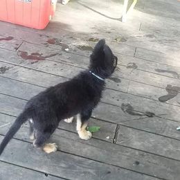 German Shepherd Puppies from Hacker Haus GSDs