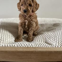 Bernedoodle, Goldendoodle, and Poodle Puppies from Central Valley Canine Companions