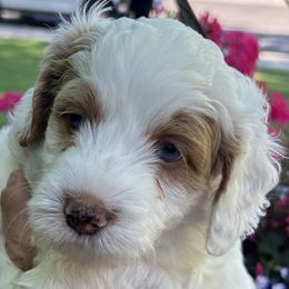 Boy 3 - male Bernedoodle puppy in Las Vegas, Nevada from Perfect Bernedoodles