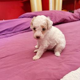 HETEPHERES TUT - Parti female Poodle puppy in Jersey City, New Jersey from Tuts Pups Cafe