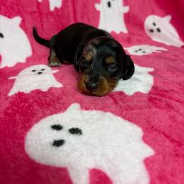 Henry - Dapple male Dachshund puppy in Lake City, Florida from My Ditzy Doxies of Florida