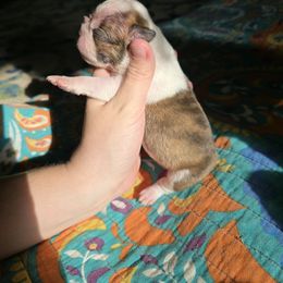 Boy 2 - Brindle and white male Boston Terrier puppy in Gibson City, Illinois from Quinn's Kennels