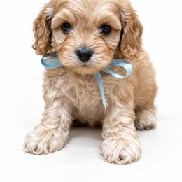 Cavapoo and Cockapoo Puppies from The Barkery