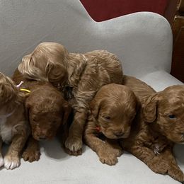 Goldendoodle and Poodle Puppies from Diamond Companions