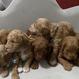 Goldendoodle and Poodle Puppies from Diamond Companions