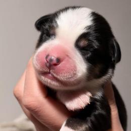 Solo AKC - Black tri-color male Australian Shepherd puppy in Polk City, Florida from Skaky Shepherds