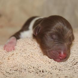 SPIDER - Red tri-color male Australian Shepherd puppy in Star City, Arkansas from Blush & Lace Aussie Co.