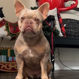 Luma - French Bulldog