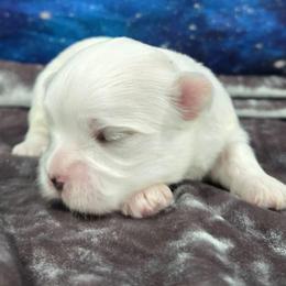 Buddy - White and tan male Maltese puppy in Neosho, Missouri from Cooley's Cuddle Pups