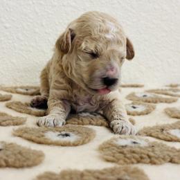 Cavapoo, Cockapoo, Goldendoodle, and Maltipoo Puppies from Perdue Puppies