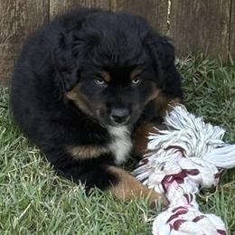 Miniature Australian Shepherd Puppies from Austin Aussies by Jody
