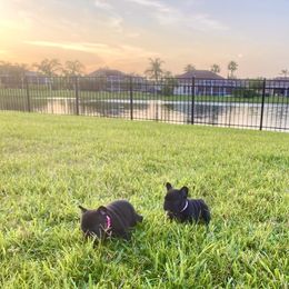French Bulldog Puppies from Diamond Shores French Bulldogs