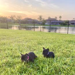 French Bulldog Puppies from Diamond Shores French Bulldogs