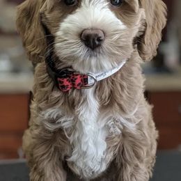 Australian Labradoodles from Legend Manor Labradoodles