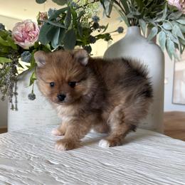Rusty AKC Merle Male - Orange sable male Pomeranian puppy in Las Vegas, Nevada from POM SOCIETY