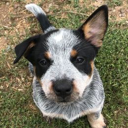 Australian Cattle Dogs from Heelerhill Kennels