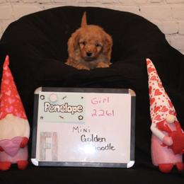 Goldendoodle and Poodle Puppies from Partridge Doodles and Poodles