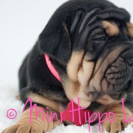 Chinese Shar-Pei, Cocker Spaniel, and Companion Cross Puppies from Mini Hippo Land