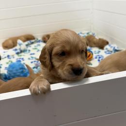 Girl 1 - Golden female Golden Retriever puppy in Lodi, California from Firemark Retrievers