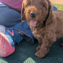 Bernedoodle and Goldendoodle Puppies from BrookeMarie’s Goldendoodle Love