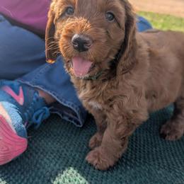 Bernedoodle and Goldendoodle Puppies from BrookeMarie’s Goldendoodle Love