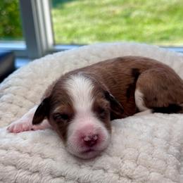 Miss Dior - Red merle female Aussiedoodle puppy in Decatur, Illinois from Signature Doodles